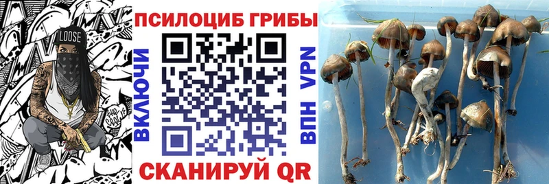 наркотики  Жуковский  Галлюциногенные грибы прущие грибы 